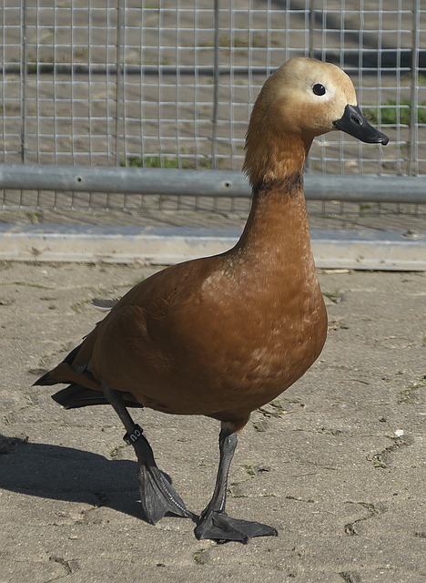 其天賦